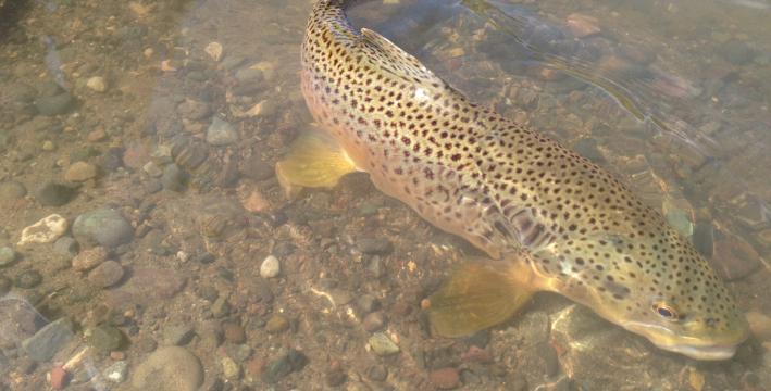 Big Brown